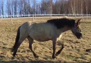 ornowianka