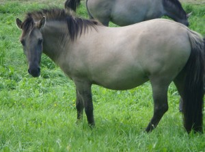 dobra