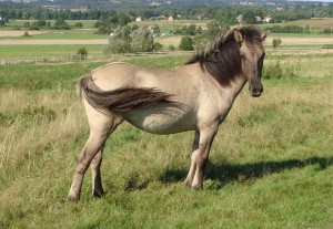 kasaja
