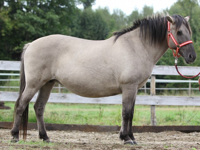 Korsa