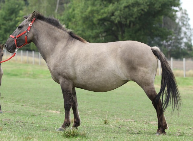 Baśka