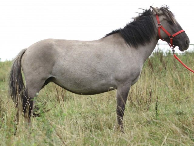 Kasaja