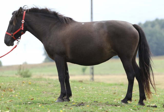 Lejra P