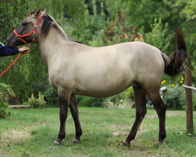 Dymisja
