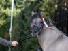 IMG_0876-e1289947196546